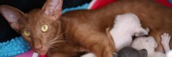 cat, kitten, kittens, litter, oriental shorthair, fur, adorable, animal, carnivores, cute, fluffy, infant, mammal, domestic animal, thoroughbred, pet, nature, small, dear